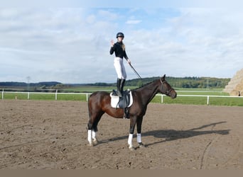 Lettisches Warmblut, Wallach, 7 Jahre, 168 cm, Dunkelbrauner