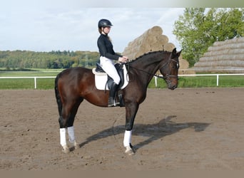 Lettisches Warmblut, Wallach, 7 Jahre, 168 cm, Dunkelbrauner