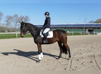 Lettisches Warmblut, Wallach, 7 Jahre, 170 cm, Dunkelbrauner