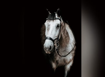 Lettisches Warmblut, Wallach, 7 Jahre, 175 cm