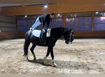 Lettisches Warmblut, Wallach, 7 Jahre, 176 cm, Rappe