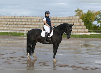 Lettisches Warmblut, Wallach, 7 Jahre, 176 cm, Rappe