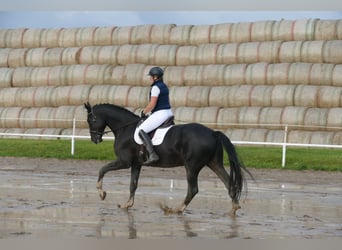 Lettisches Warmblut, Wallach, 7 Jahre, 176 cm, Rappe
