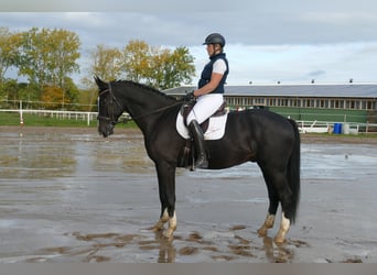 Lettisches Warmblut, Wallach, 7 Jahre, 176 cm, Rappe