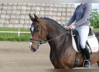Lettisches Warmblut, Wallach, 8 Jahre, 160 cm, Dunkelbrauner