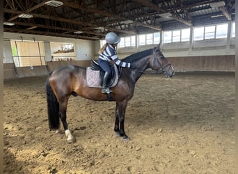 Lettisches Warmblut, Wallach, 8 Jahre, 160 cm, Dunkelbrauner