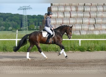 Lettisches Warmblut, Wallach, 8 Jahre, 160 cm, Dunkelbrauner