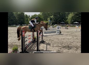 Lettisches Warmblut, Wallach, 8 Jahre, 165 cm