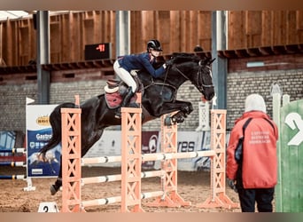 Lettisches Warmblut, Wallach, 8 Jahre, 167 cm, Rappe