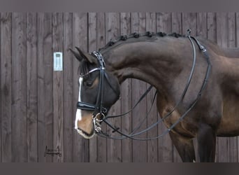 Lettisches Warmblut, Wallach, 9 Jahre, 167 cm, Brauner