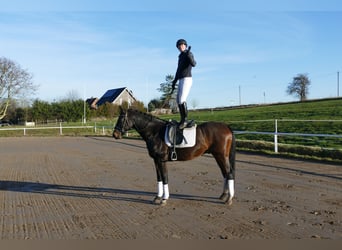 Lettisches Warmblut, Wallach, 9 Jahre, 169 cm, Dunkelbrauner
