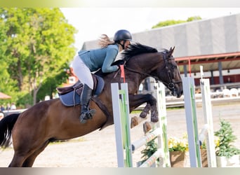 Lettisches Warmblut, Wallach, 9 Jahre, 170 cm, Dunkelbrauner
