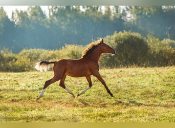 Lettiskt varmblod, Hingst, Föl (03/2023), 165 cm, Brun