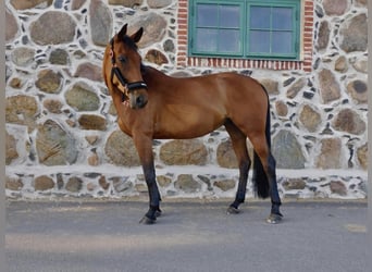 Lettiskt varmblod, Sto, 10 år, 168 cm, Brun
