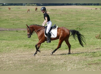 Lettiskt varmblod, Sto, 4 år, 152 cm, Brun