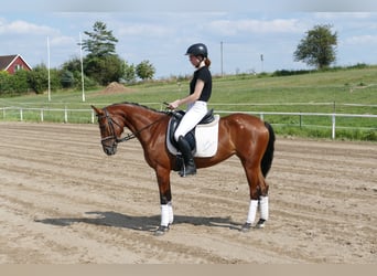 Lettiskt varmblod, Sto, 4 år, 152 cm, Brun