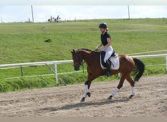 Lettiskt varmblod, Sto, 4 år, 158 cm, Brun