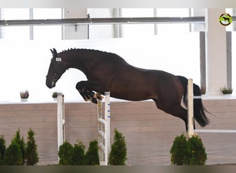 Lettiskt varmblod, Sto, 7 år, 163 cm, Brun