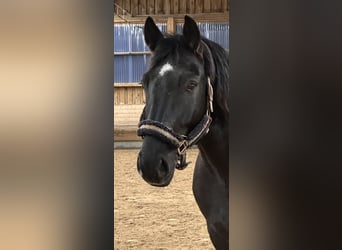 Lettiskt varmblod, Valack, 12 år, 163 cm, Svart