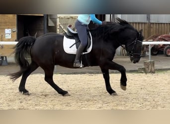 Lettiskt varmblod, Valack, 12 år, 163 cm, Svart