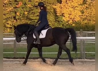 Lettiskt varmblod, Valack, 12 år, 163 cm, Svart