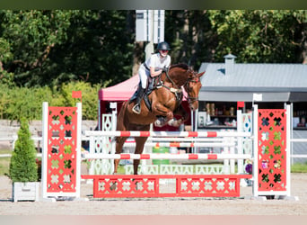 Lettisches Warmblut, Wallach, 12 Jahre, 174 cm, Dunkelfuchs