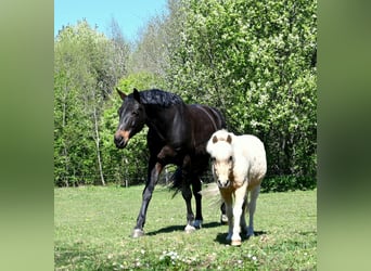 Lettiskt varmblod, Valack, 12 år, 175 cm, Mörkbrun