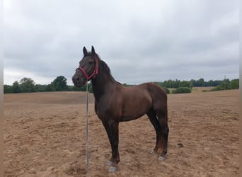 Lettiskt varmblod, Valack, 3 år, 155 cm