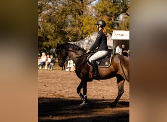 Lettisches Warmblut, Wallach, 5 Jahre, 155 cm, Rotbrauner