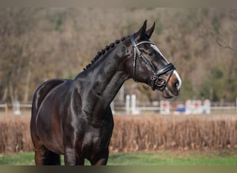 Lettiskt varmblod, Valack, 5 år, 171 cm, Svart