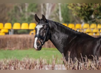 Lettiskt varmblod, Valack, 5 år, 171 cm, Svart