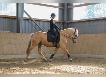 Lettiskt varmblod, Valack, 6 år, 158 cm, Palomino
