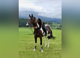 Lettiskt varmblod, Valack, 6 år, 167 cm, Pinto