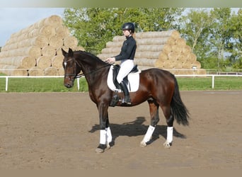 Lettisches Warmblut, Wallach, 7 Jahre, 168 cm, Dunkelbrauner