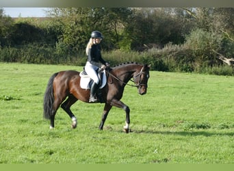 Lettisches Warmblut, Wallach, 7 Jahre, 168 cm, Dunkelbrauner