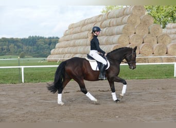 Lettisches Warmblut, Wallach, 7 Jahre, 168 cm, Dunkelbrauner