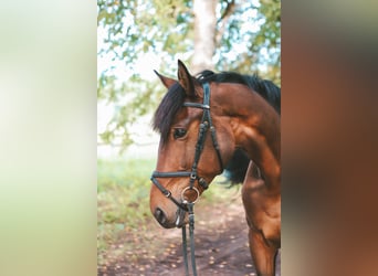 Lettiskt varmblod, Valack, 9 år, 168 cm, Brun