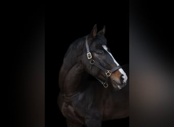 Lettiskt varmblod, Valack, 9 år, 168 cm, Mörkbrun