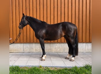 Lettone, Castrone, 11 Anni, 170 cm, Baio scuro