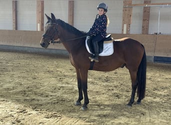 Lettone, Castrone, 14 Anni, 159 cm, Baio