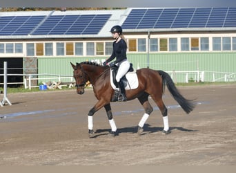 Lettone, Castrone, 14 Anni, 159 cm, Baio