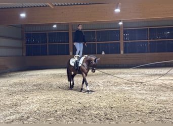 Lettone, Castrone, 14 Anni, 159 cm, Baio