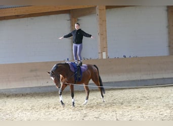Lettone, Castrone, 4 Anni, 166 cm, Baio