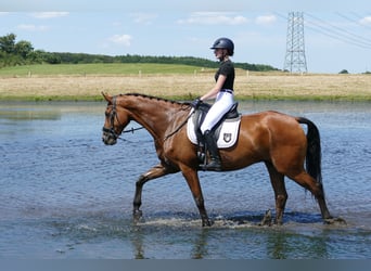 Lettone, Castrone, 5 Anni, 169 cm, Baio