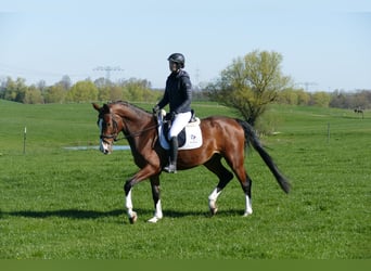 Lettone, Castrone, 5 Anni, 170 cm, Baio