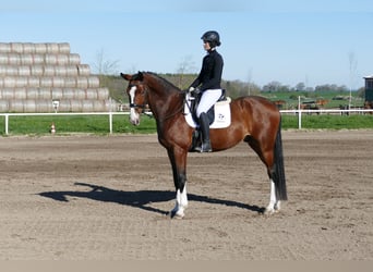 Lettone, Castrone, 5 Anni, 170 cm, Baio