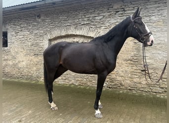 Lettone, Castrone, 5 Anni, 170 cm, Baio scuro