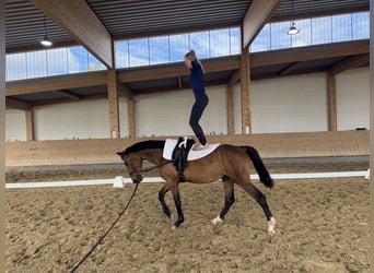 Lettone, Castrone, 6 Anni, 160 cm, Baio