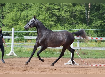 Lettone, Castrone, 7 Anni, 168 cm, Grigio
