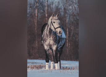 Lettone, Castrone, 7 Anni, 168 cm, Grigio